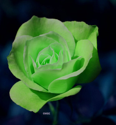 rose04