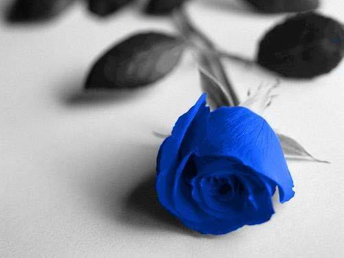 rose04