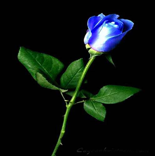 rose04