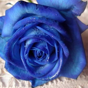 rose04