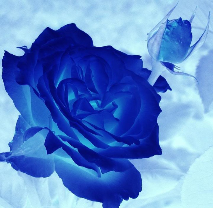 rose04