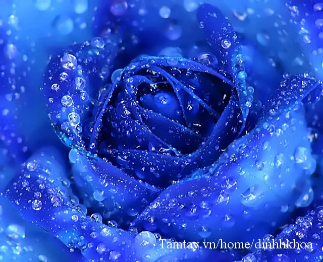 rose04