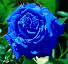 rose04