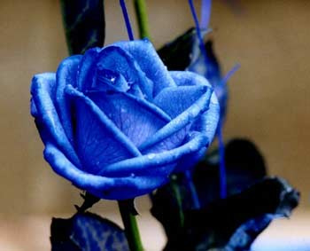 rose04