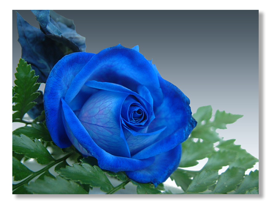 rose04