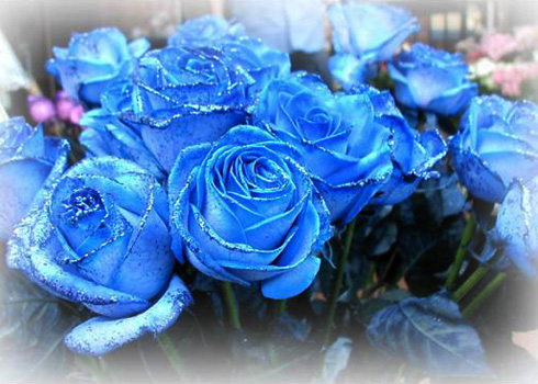 rose04