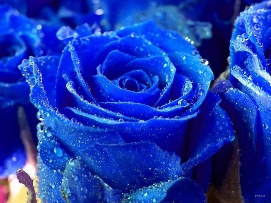 rose04